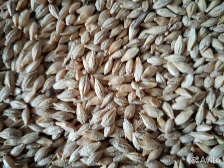Ячмень,пшеница,овес