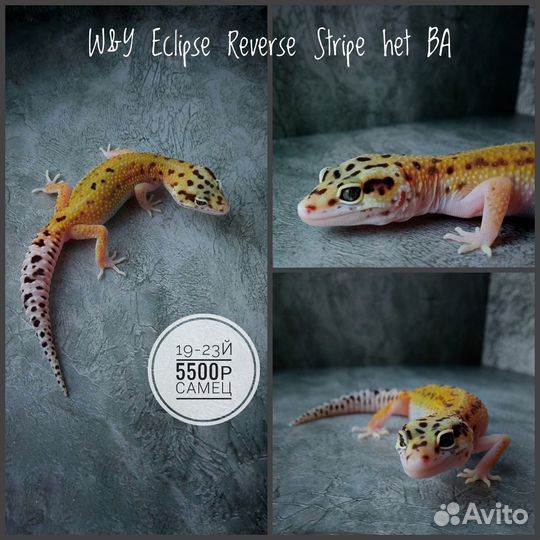 Эублефары 2023