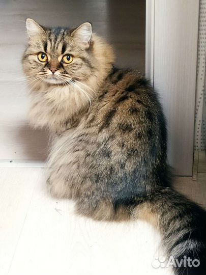 Шотландская кошка