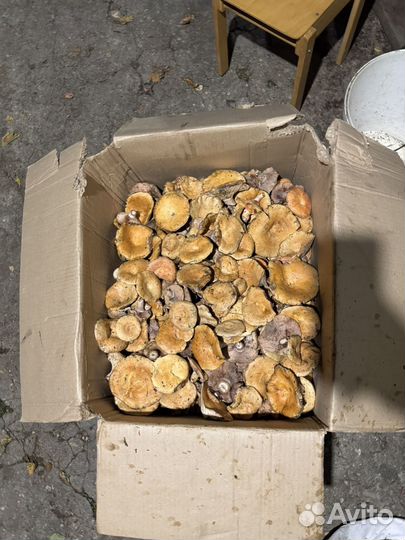 Грибы рыжики свежие