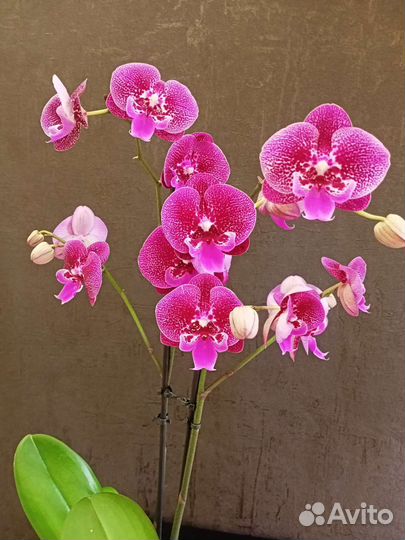 Орхидея фаленопсис Биг-Лип Ягуар отцветает
