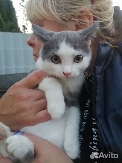 Котенок в дар бесплатно