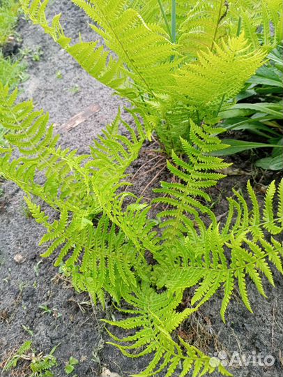 Многолетние садовые цветы, разные