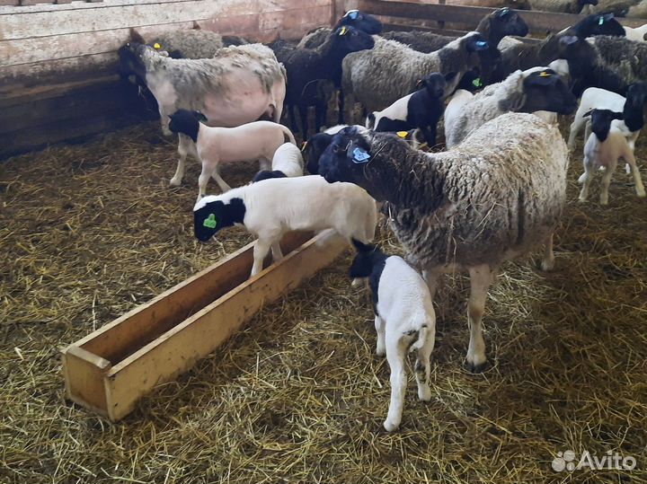 Ярочки дорпер