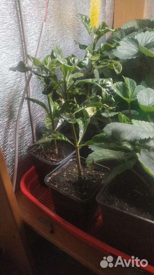 Гардения жасминовидная (жасминовая)