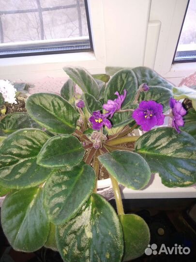 Фиалка в горшках