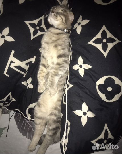 Продается кошка