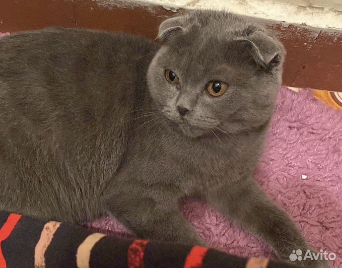 Британские вислоухие котята