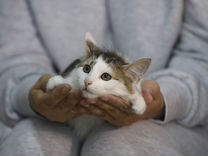 Котенок девочка в добрые руки