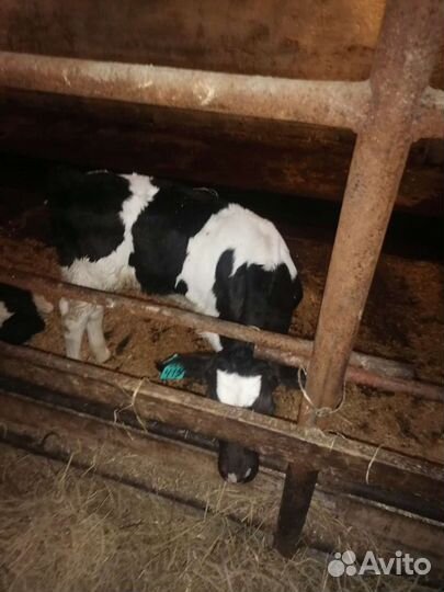 Телки бычки