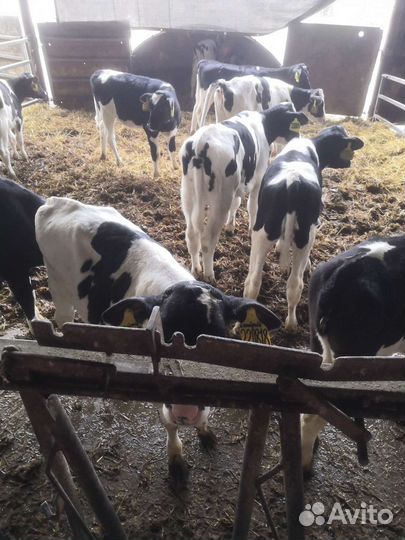 Бычки телята С нашей фермы