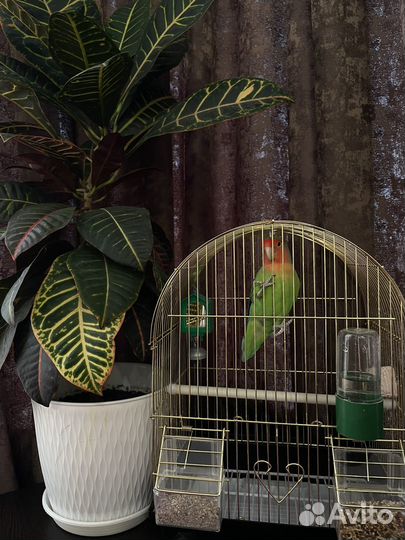 Попугай неразлучник с клеткой
