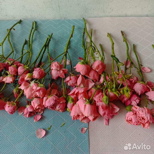 Сухие розы кустовые