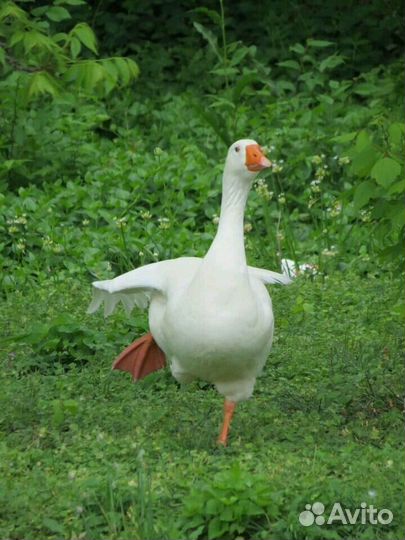 Гусиное крыло