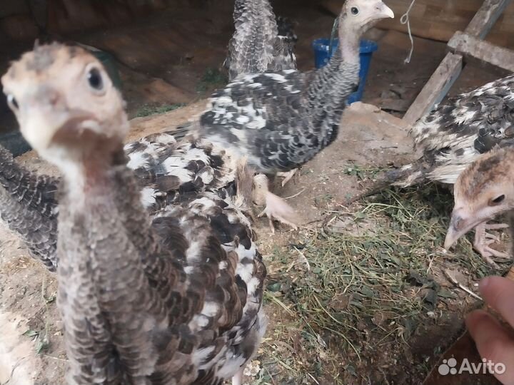Индюки индюшата