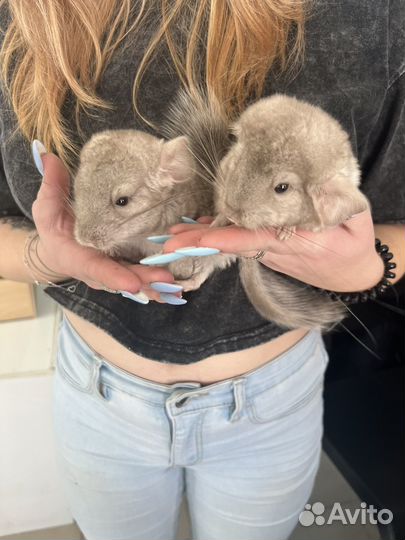 Шиншиллы разных цветов