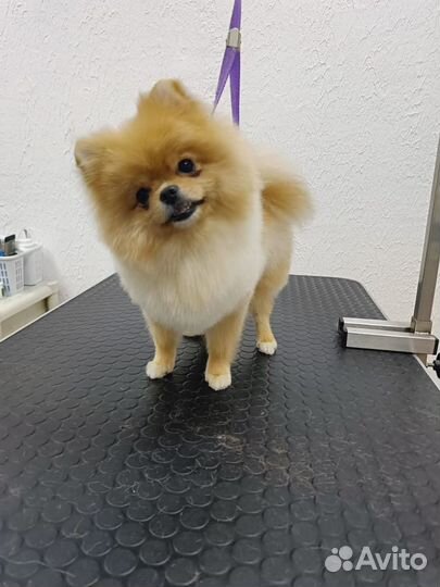 Немецкий шпиц мини девочка