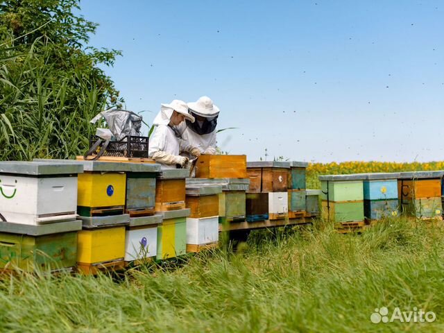 Пчелопакет Карпатка от производителя