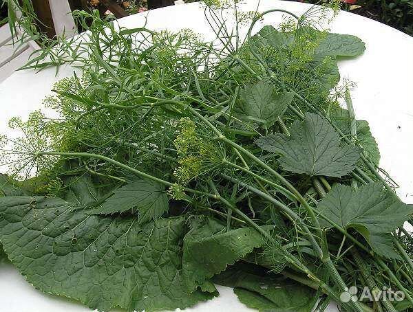 Зелень для засолки. Лечебные травы. Травяной сбор