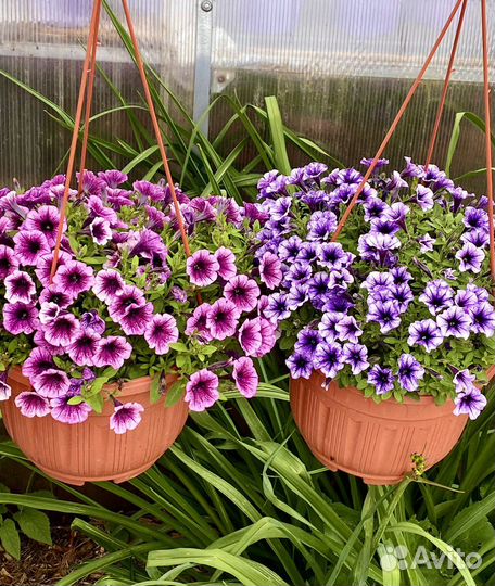 Кашпо с цветами, Петуния, Сурфиния, доставка