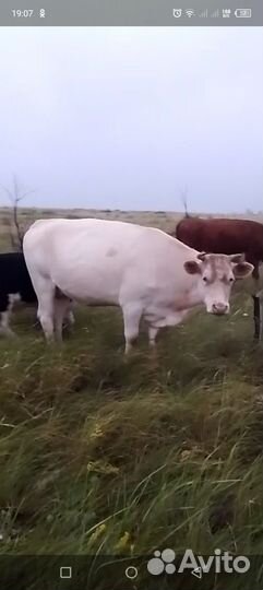 Коровы яловые на мясо