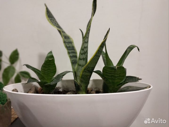 Комнатные цветы взрослые много разных