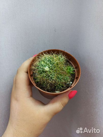 Кактус цветущий