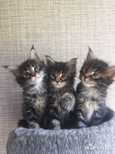 Котята мейн-кун