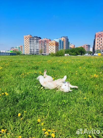Собака для съемок/рекламы/мероприятий
