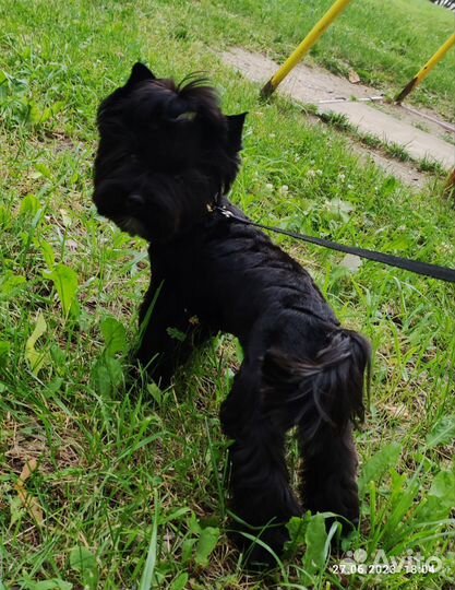 Йоркширский терьер вязка не продажа