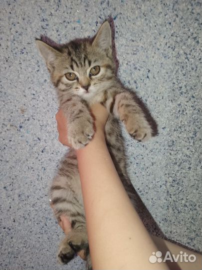 Отдам в добрые руки