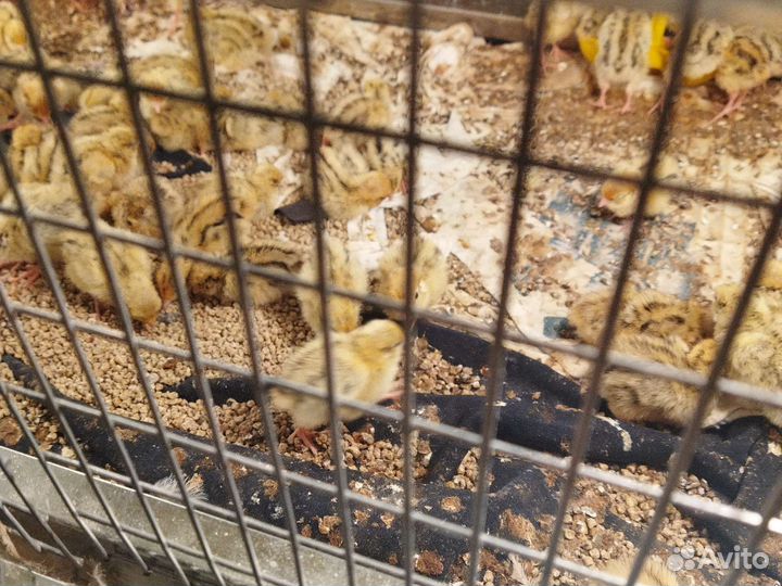 Перепела продажа