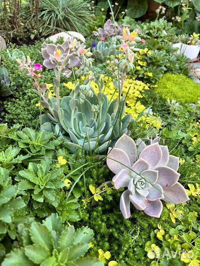 Суккуленты редкие набор садик флорариум