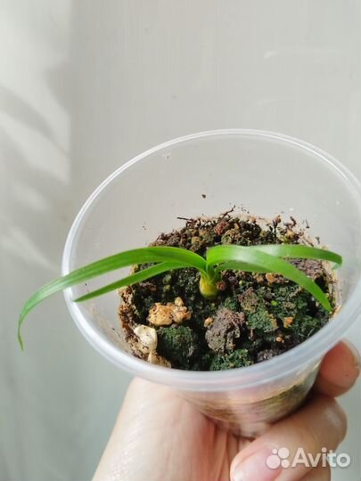 Нолина (Бокарнея)