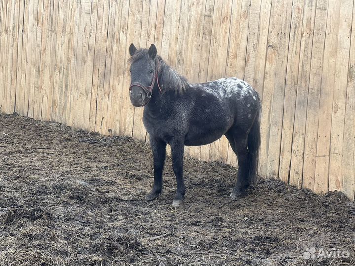 Пони жеребец