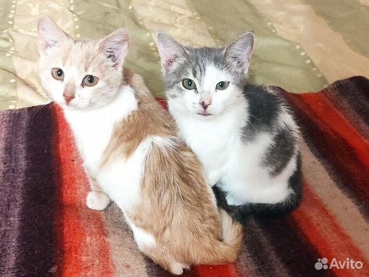 Котята мальчики, 3 мес