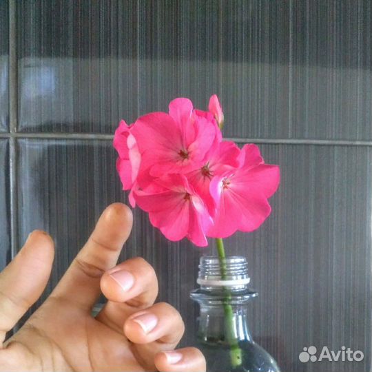 Черенки герани/пеларгонии