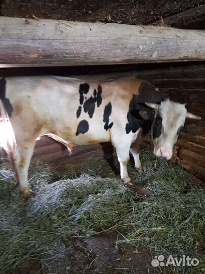 Быки на племя