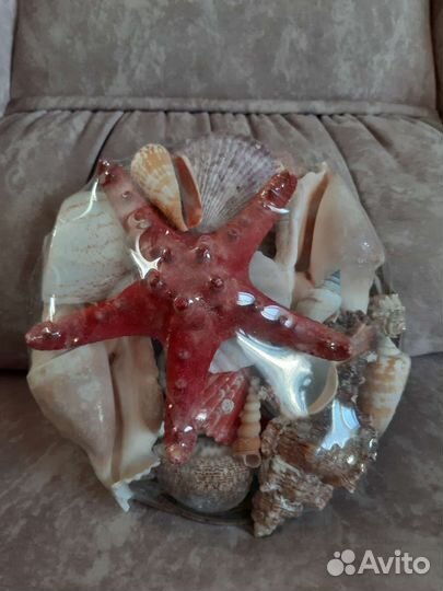 Набор ракушек