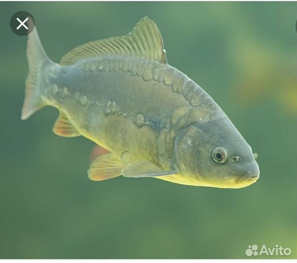 Продам малька сазана, белого амура