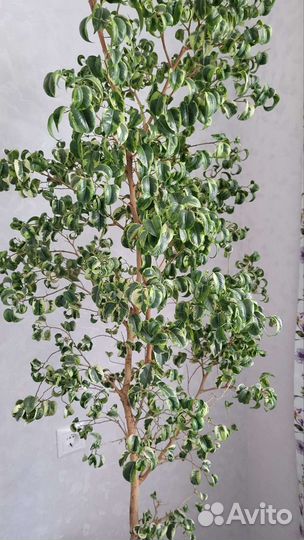 Фикус бенджамина разных сортов