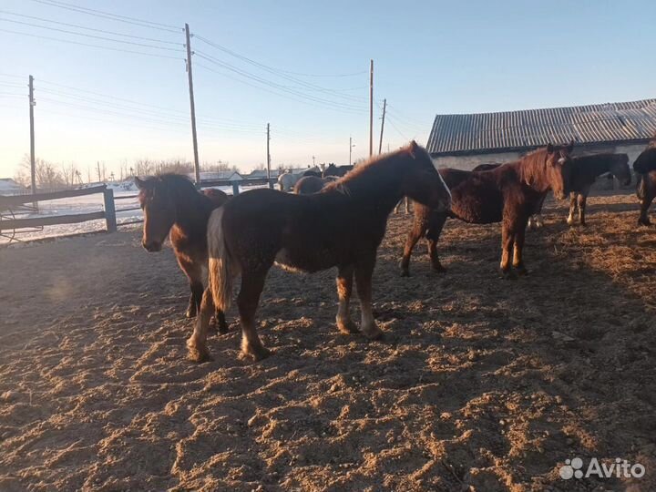 Лошади на откорме