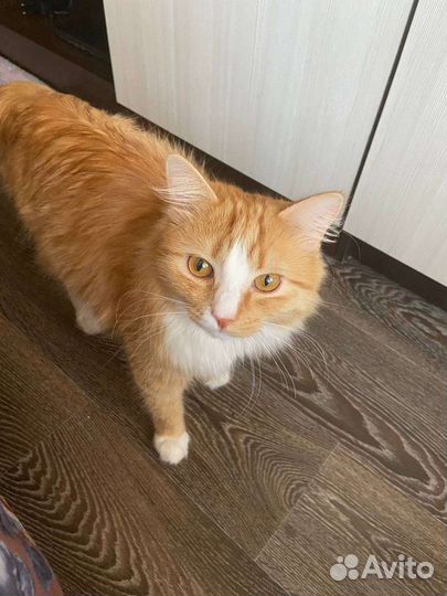 Отдам кота, только в хорошие руки