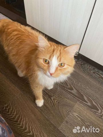 Отдам кота, только в хорошие руки