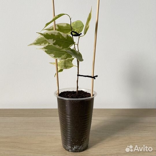 Фикус бенджамина (опт, розн)