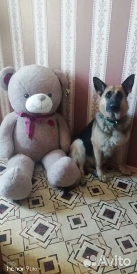 Мягкий медведь