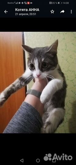 Кошечки подростки стерилизованы