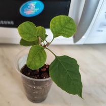 Цветы комнатные