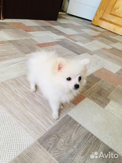 Шпиц мини мишка