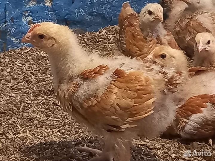 Цыплята редбро